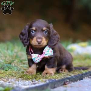 Darla, Dachshund Puppy